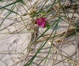 Strandrose